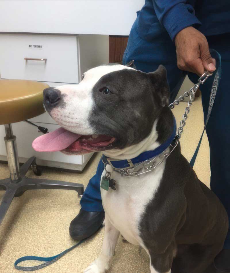 an american bully is getting ready for his veterinary checkup - Veterinarian in Brown Deer, WI