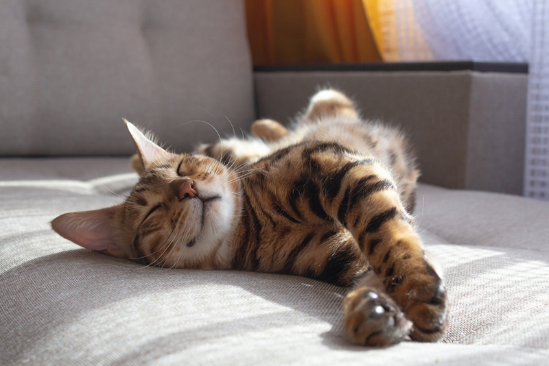 sleeping cat - Veterinarian in Brown Deer, WI